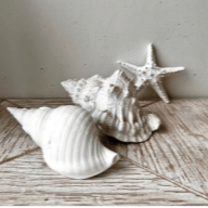 Neutral coastal decor featuring a white starfish and seashells styled on rustic wood for a calm ocean-inspired interior.