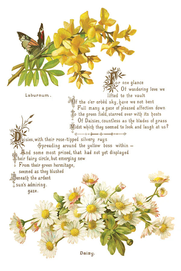 IOD Lover of Flowers Transfer sheet featuring vintage botanical illustrations of yellow laburnum flowers, white daisies, a butterfly, and ornate text in a classic script, perfect for adding elegant floral details to DIY projects
