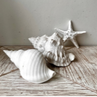 Neutral coastal decor featuring a white starfish and seashells styled on rustic wood for a calm ocean-inspired interior.