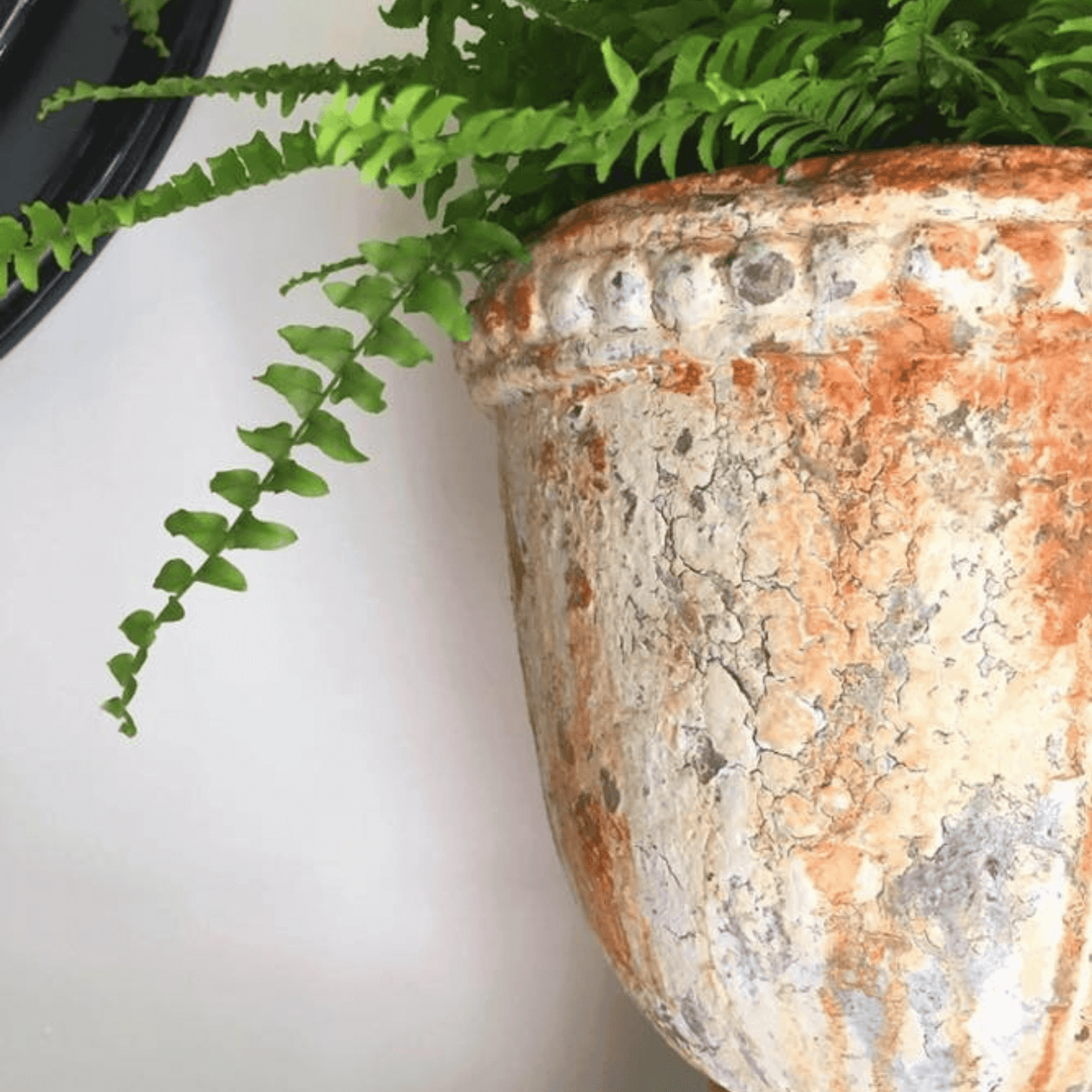 Saltwash® Powder 10 oz (283g)