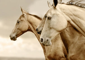 Reversed Sepia Horses - Mint by Michelle Decoupage Paper