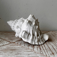 white textured conch shell decor placed on rustic wood surface, styled against a neutral wall for a coastal interior look