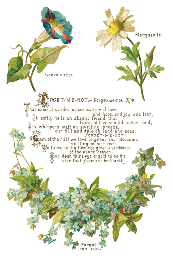 Detailed close-up of the IOD Lover of Flowers Transfer sheet featuring vintage botanical elements, including forget-me-nots, marguerites, and convolvulus flowers, along with ornate text in a classic script font.