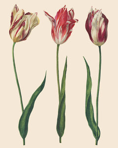 RHS Decoupage Papers - Dutch Tulips