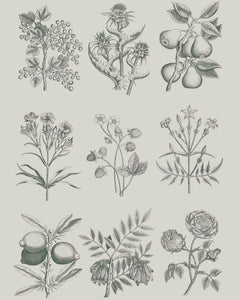 Botanical Drawings - Annie Sloan RHS Decoupage Paper